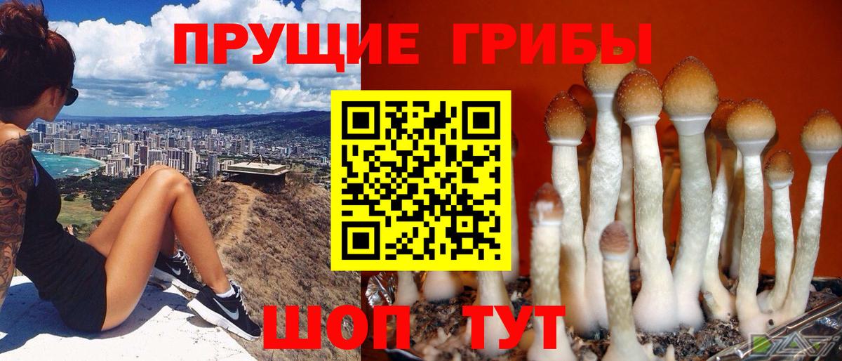 Качканар  Псилоцибиновые грибы мицелий  Вход с VPN 